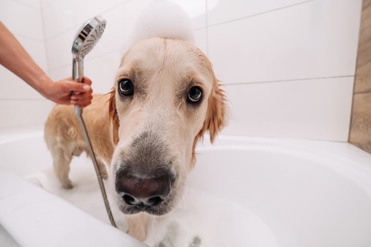 Golden retriever siendo bañado con la ducha teléfono