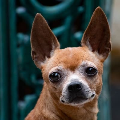 Mascota de Fernanda C.